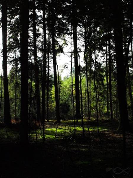 sos z grzybów leśnych na muszelkach