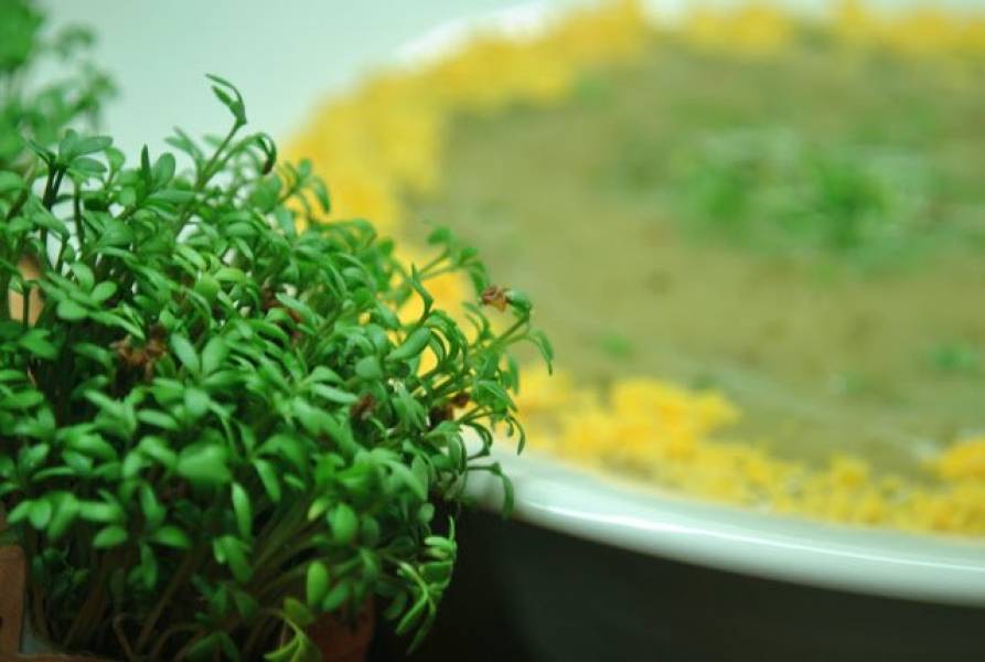 Rzeżuszanka - włoska zupa z polskim akcentem