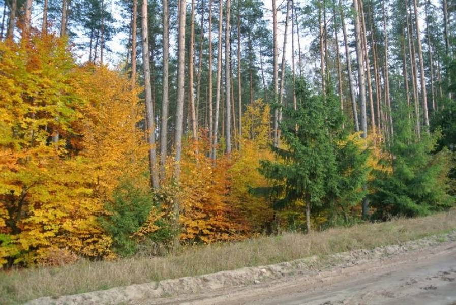 Grzybki i wołowina