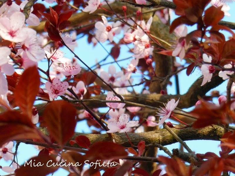 Projekt Sakura – zabawa fotograficzna z Ziołowym Zakątkiem