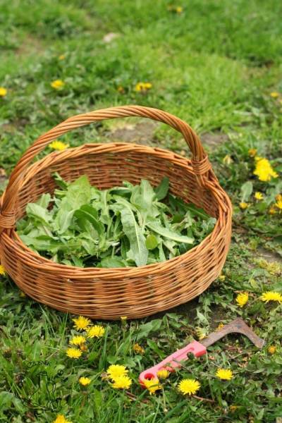 Dzika zielenina (Horta) – nieznany skarb diety śródziemnomorskiej