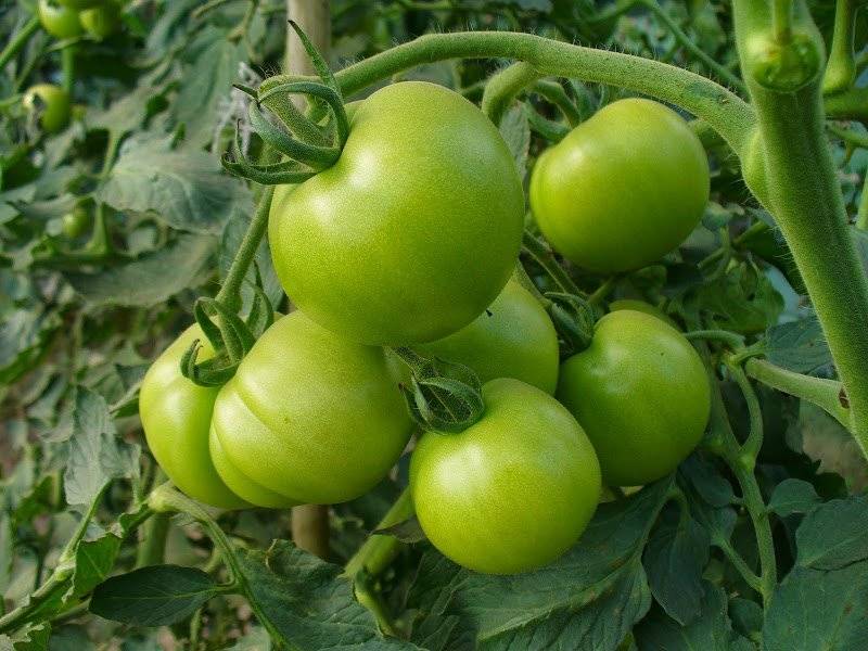 Konfitura z zielonych pomidorów.