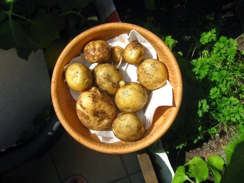 Uprawa ziemniaków na balkonie