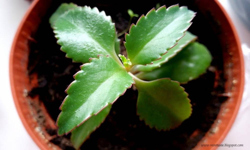 Żyworódka - cenna roślina dla zdrowia i urody