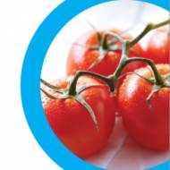 Słownik kulinarny: Pomidory okrągłe