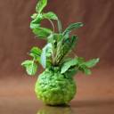 And the Food Polka Award for the Best Green Design goes to…