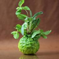 Tegoroczna nagroda Food Polki za najlepszy „Zielony Design” została przyznana…