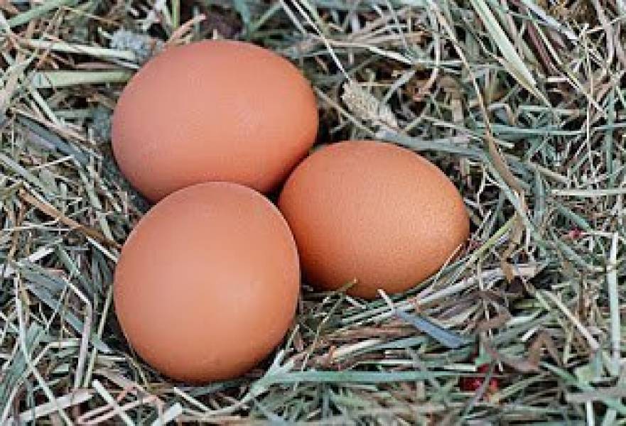 Jak rozpoznać świeże jajko