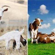Mleko kozie i krowie