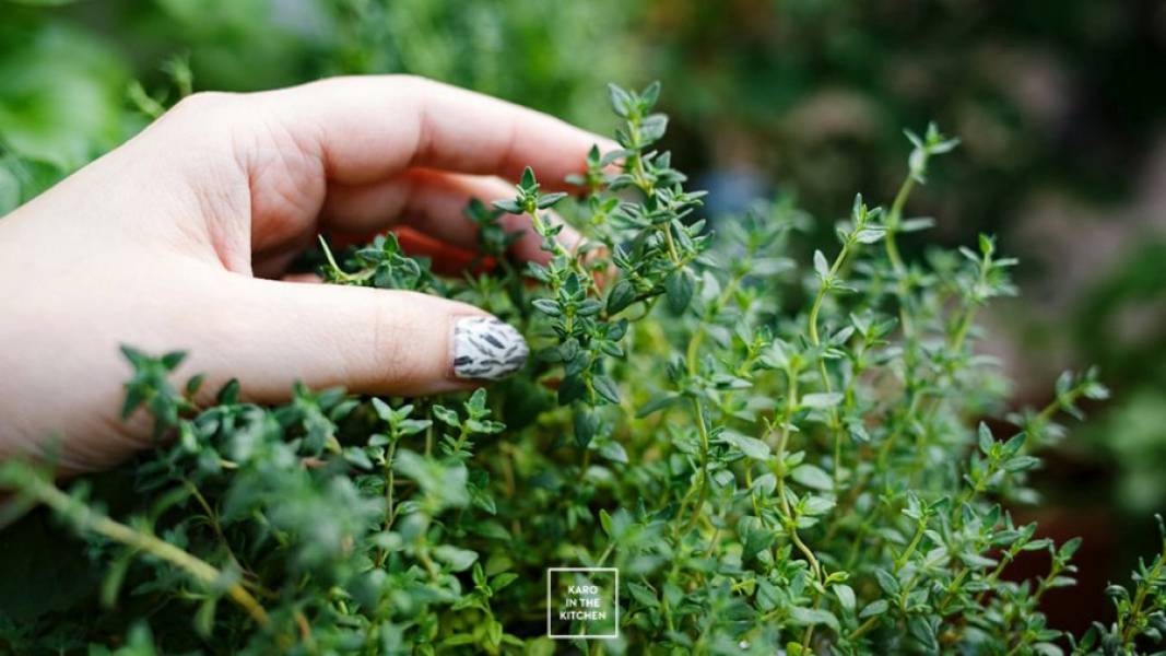 Domowe kostki ziołowe – świeże zioła przez cały rok
