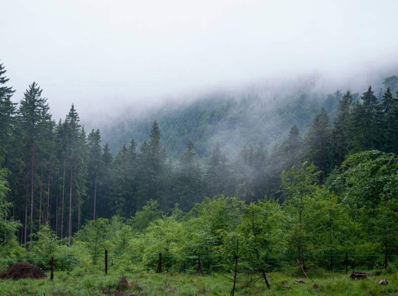 Śnieżnik – spacer we mgle