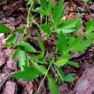 Lubczyk ogrodowy - Levisticum officinale