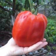 Słodkie pomidory