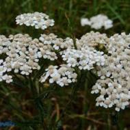 Krwawnik pospolity - Achillea millefolium