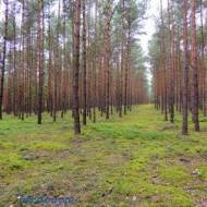 Las Puczniew, Las Julianów - moja sierpniowa wyprawa leśna