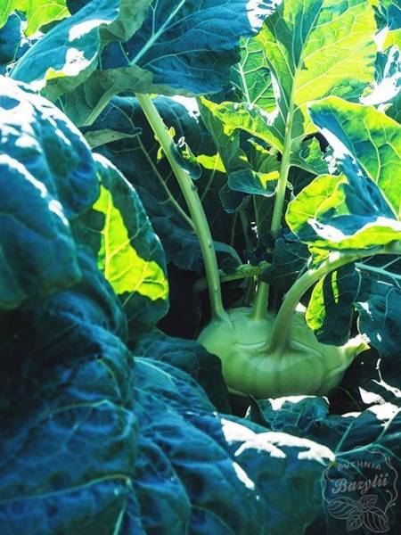 Dni Otwarte Bejo Zaden – warzywne menu: zdrowo i smacznie
