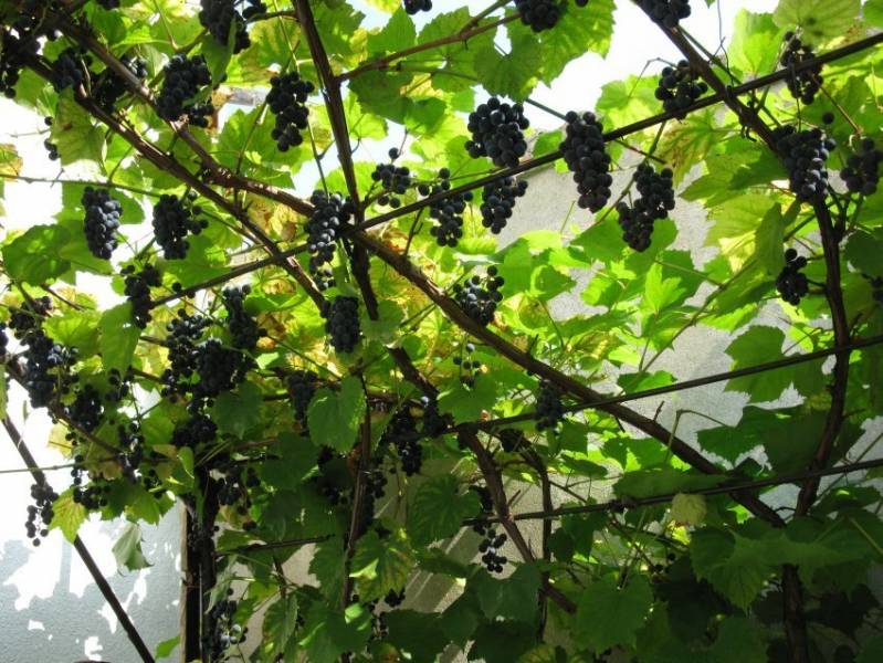 Sok z winogron ciemnych babci Basi