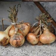 Krojenie cebuli – porady jak nie płakać podczas krojenia cebuli