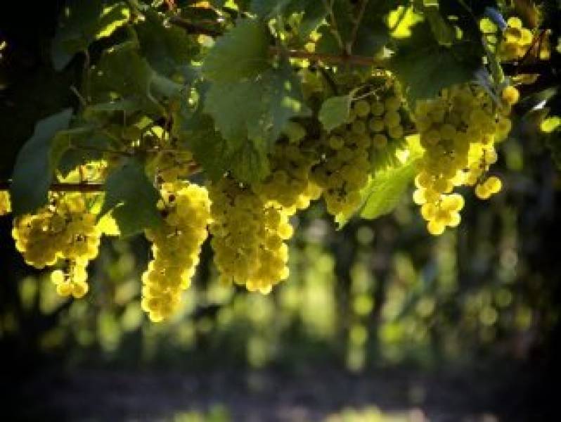 Wino – uprawa winogron