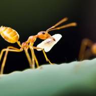 Mrówki faraona w domu - jak się pozbyć tego koszmaru!