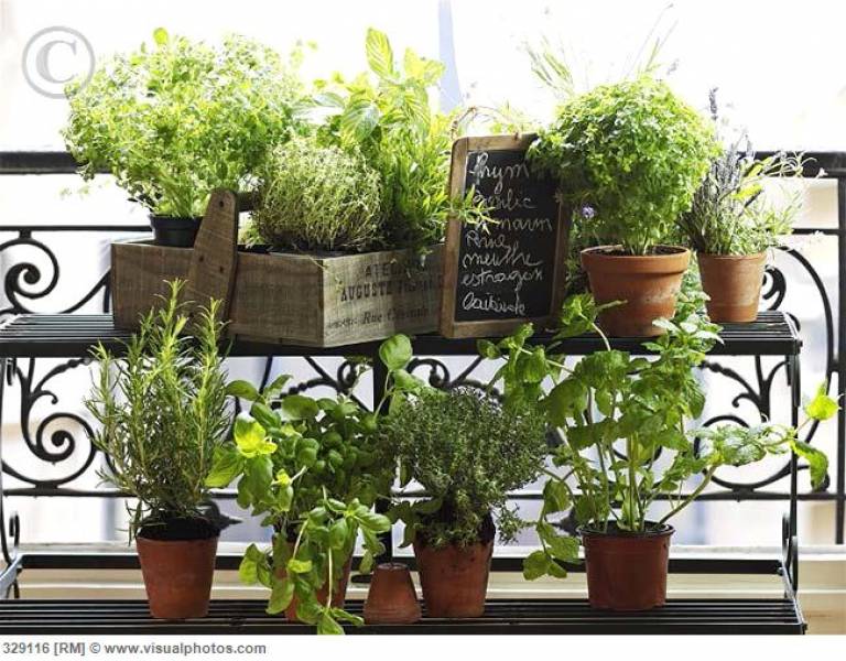 Ogródek ziołowy- inspiracje