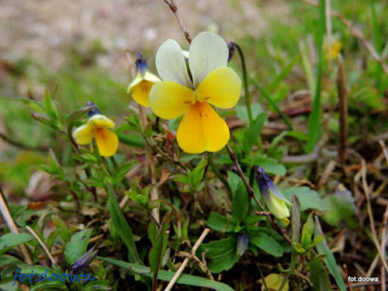Fiołek trójbarwny - Viola tricolor