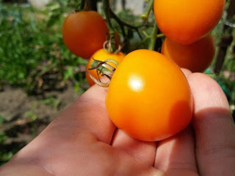 Najprostsza sałatka pomidorowa o nieziemskim smaku