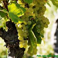 Aromatyczna konfitura z białych winogron z figami.