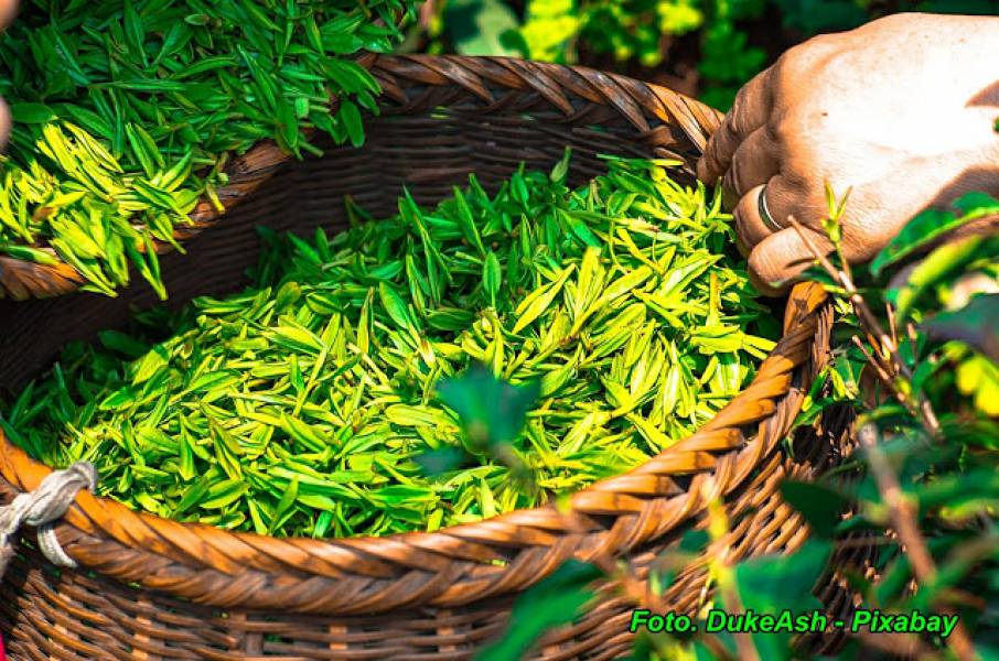 Zielona herbata przeciw starzeniu ( picie tej herbaty opóźnia proces starzenia się ).