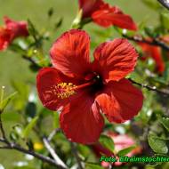 Herbatka z kwiatów hibiskusa ( łagodny i bezpieczny środek na obniżenie ciśnienia ).