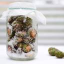 Syrop z zielonych szyszek sosny - przepis na zdrowie