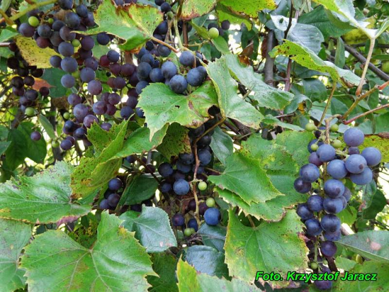 Nalewka z ciemnych winogron ( bardzo zdrowa ).