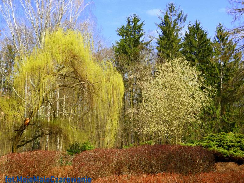 Zabytkowy park Na Zdrowiu im. marszałka Józefa Piłsudskiego w Łodzi - wiosenne przebudzenie