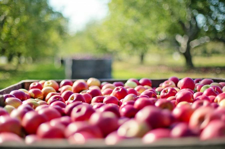 Dieta jabłkowa – 7 kilogramów w 7 dni! Wypróbuj koniecznie!