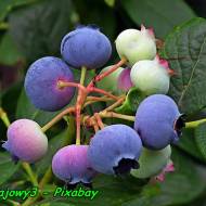 Nalewka z owoców borówki amerykańskiej ( naturalny eliksir młodości ).