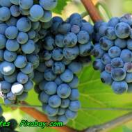 Kiedy zbieramy ciemne winogrono ( na nalewki, soki, wina ).