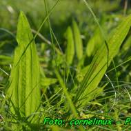 Herbatka z liści babki lancetowatej ( pomocna przy infekcjach górnych dróg oddechowych ).