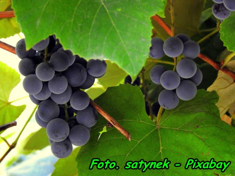 Nalewka z ciemnych winogron ( z przyprawami ).
