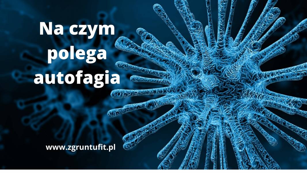 Autofagia – Na Czym Polega i Jak Ją Stymulować?