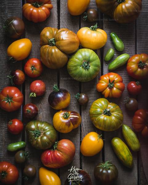 43 odmiany pomidorów które uprawiałam w tym roku – cz. II