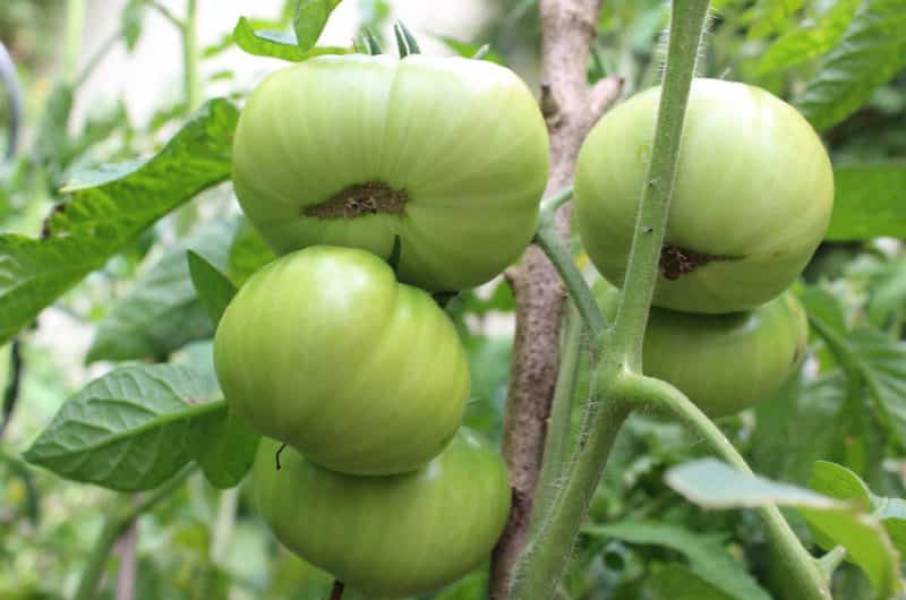 Sałatka z zielonych pomidorów w zalewie octowej