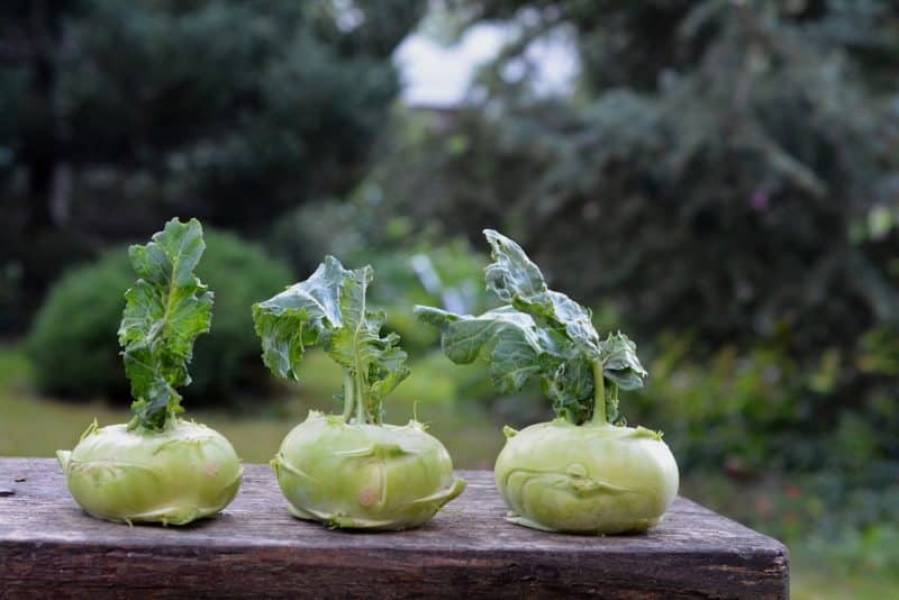 Kalarepa to warzywo zdrowe i smaczne