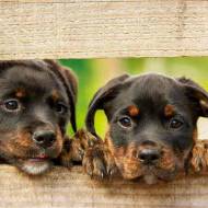 Strzyżenie a trymowanie psiej sierści – jakie są różnice?