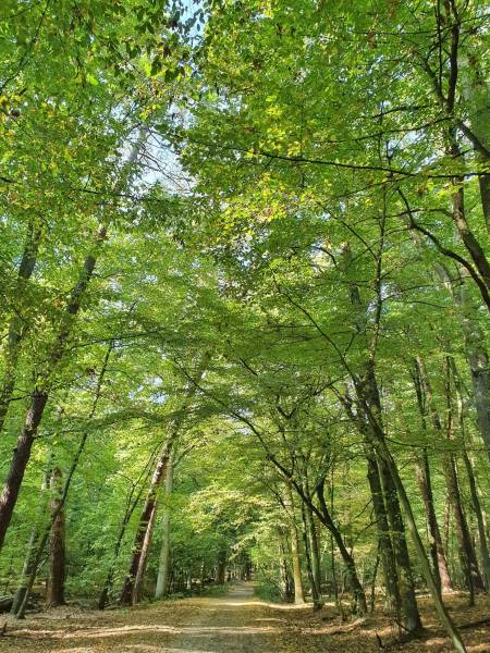 7 powodów dla których warto chodzić do lasu