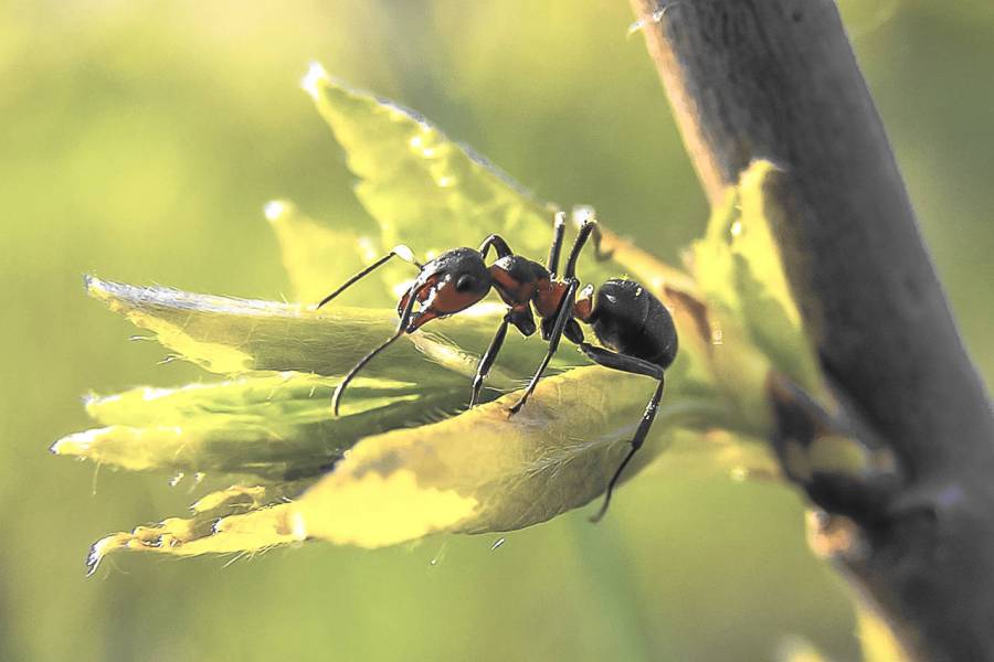 Jak pozbyć się mrówek z ogrodu i balkonu?