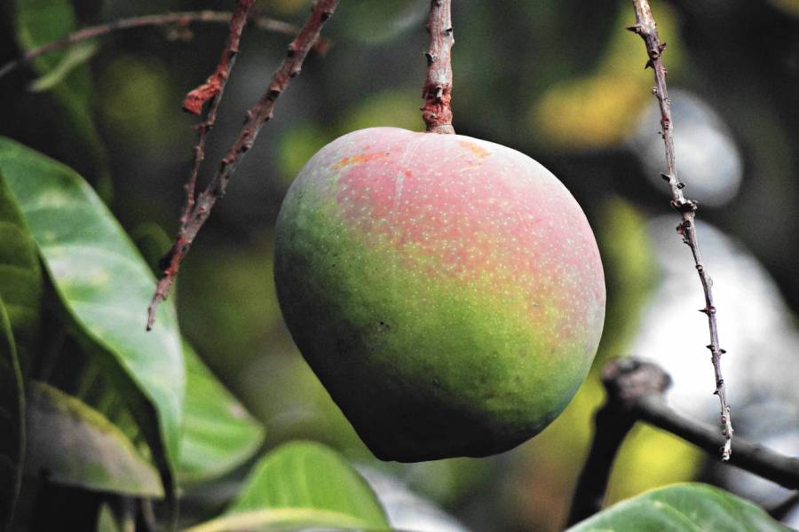 Jak wyhodować drzewko mango w domu?