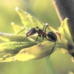 Jak pozbyć się mrówek z ogrodu i balkonu?