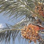 Uprawa palmy daktylowej w domu