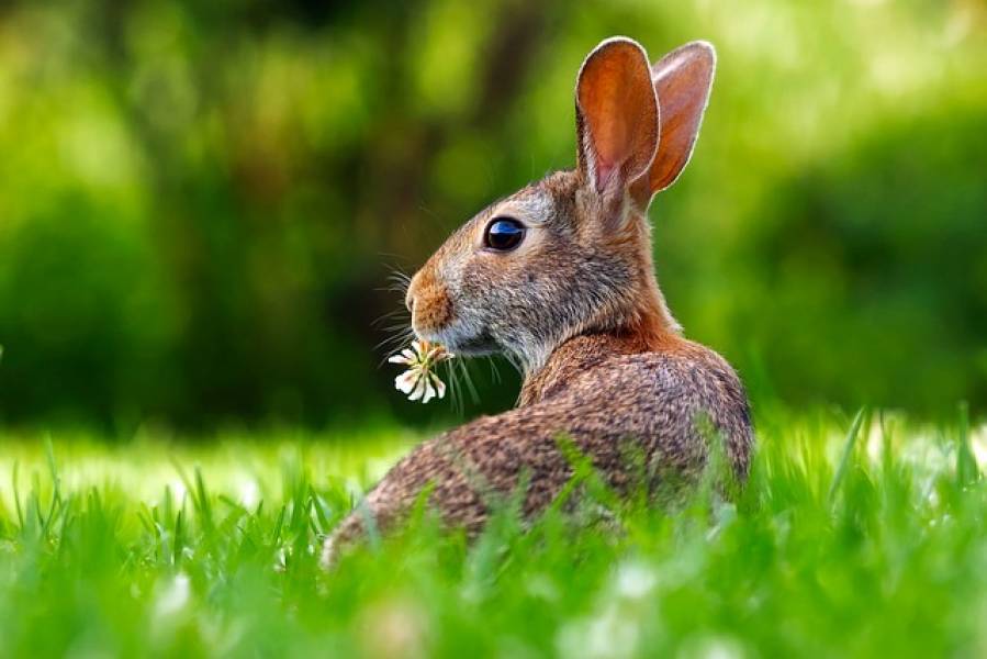 Czy królik miniaturka może jeść suchy chleb?