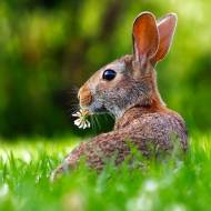 Czy królik miniaturka może jeść suchy chleb?